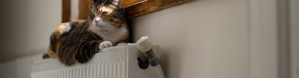 Radiator Not Heating Up