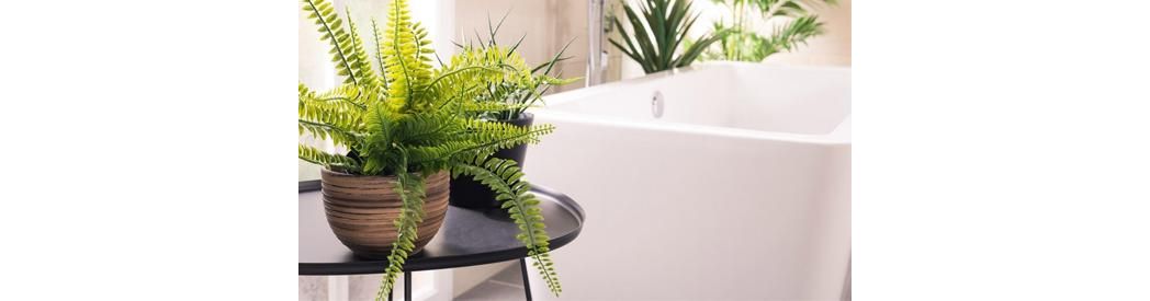 A guide to the best plants for bathrooms | Bathroom Takeaway