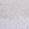 Murar - 250x2600x5mm PVC Ceiling & Wall Panel - Gloss White Sparkle